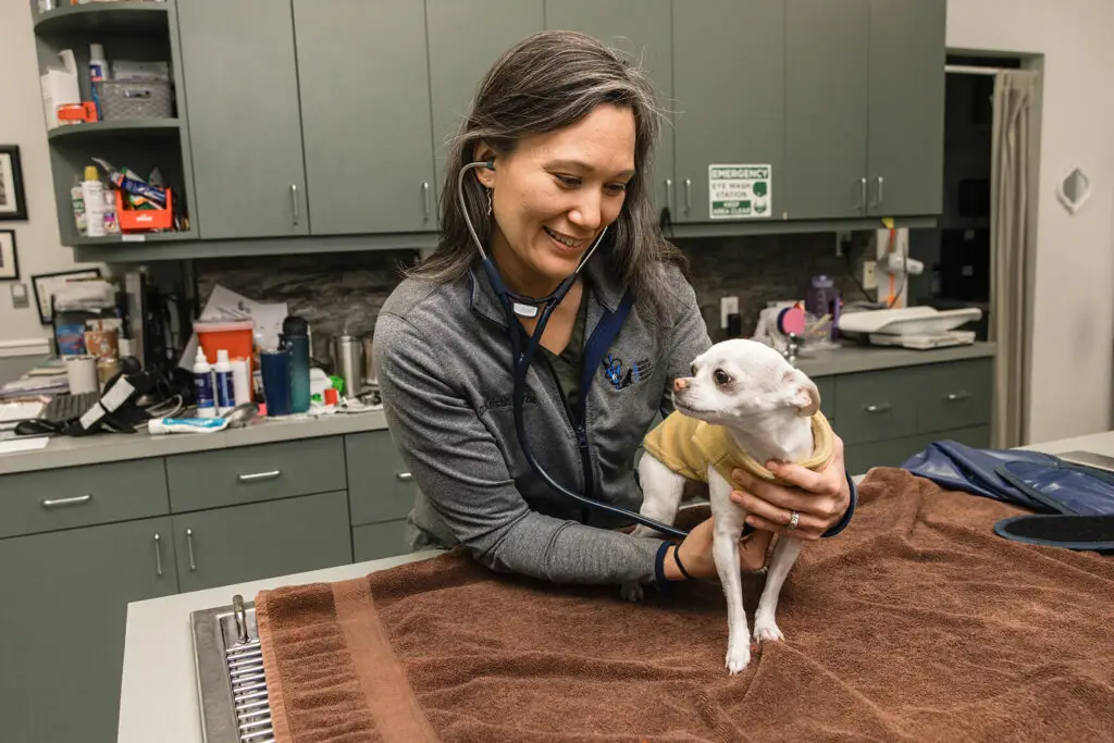A chihuahua is examined by a veterinarian in Brambleton and Ashburn, VA.