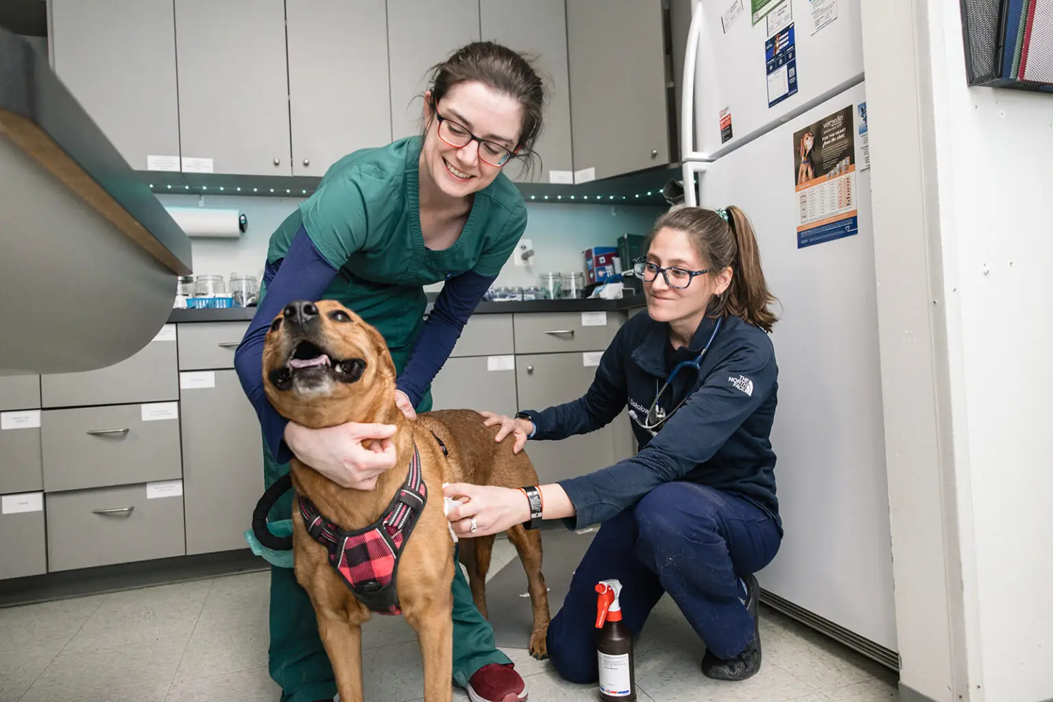 A happy brown dog is examined at Animal Medical Centers of Loudoun in Ashburn, VA.