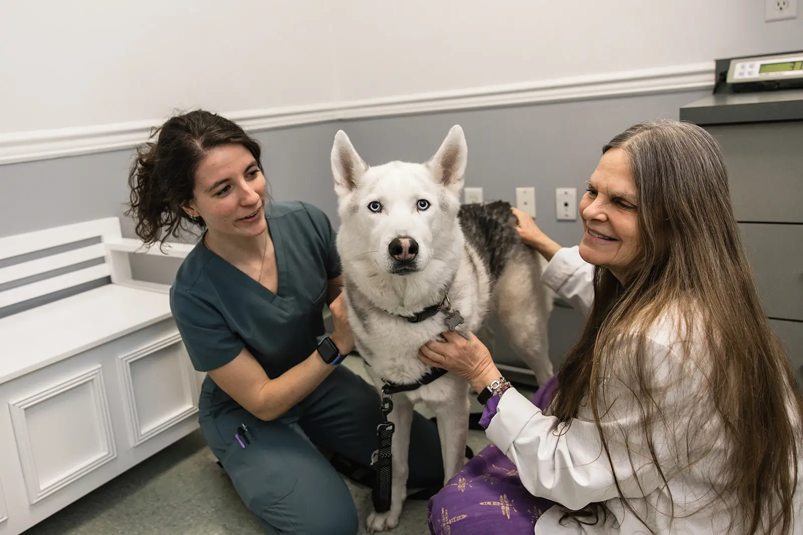 Veterinary staff examines a husky dog at Animal Medical Centers of Loudoun in Ashburn, VA.